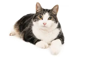 Ruang Terapi Oksigen Hiperbarik untuk Kucing