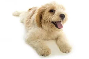 Ruang Terapi Oksigen Hiperbarik untuk Anjing